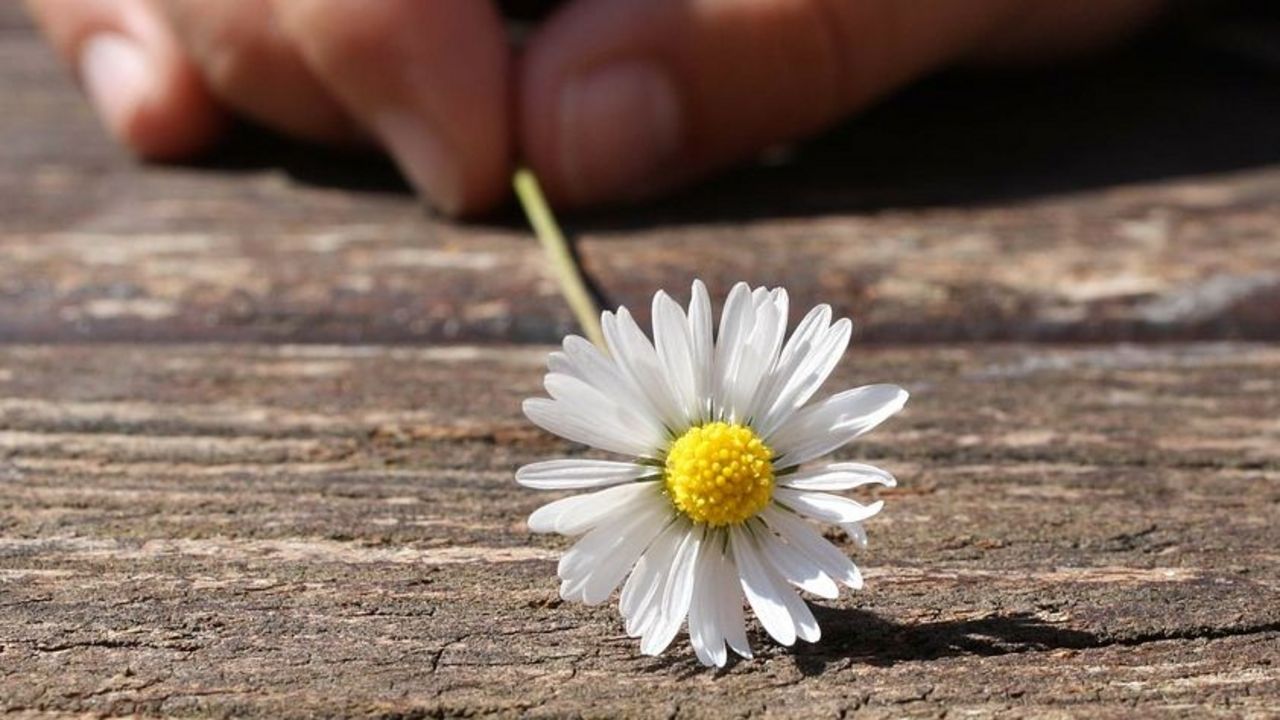 Kinderhand mit G&auml;nsebl&uuml;mchen
