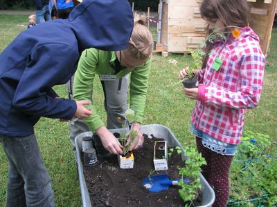 Bei Stadt in der Stadt werden Milchkartons bepflanzt.