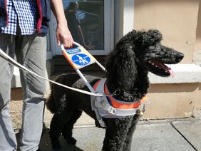 Blindenführhund - schwarzer Großpudel